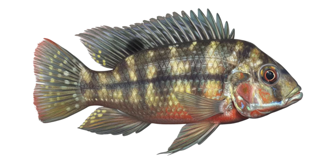 Redbreast tilapia