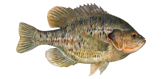 Redear Sunfish