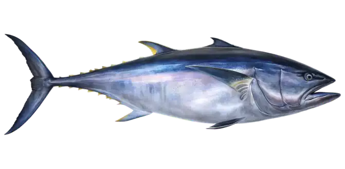Bluefin Tuna