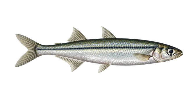 Big-scale sand smelt