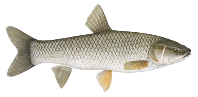 Grass Carp