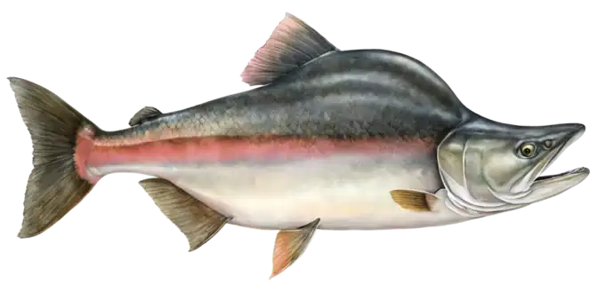 Pink Salmon