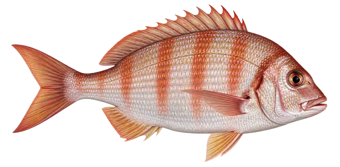 Redbanded seabream