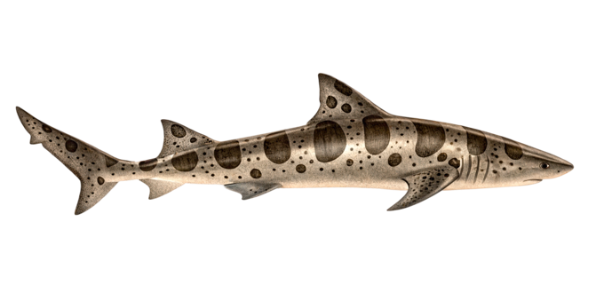 Leopard shark