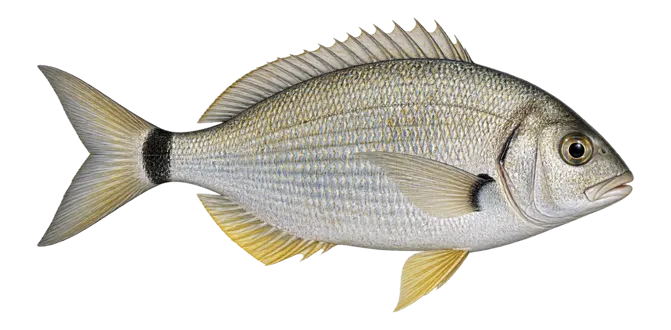 Annular seabream