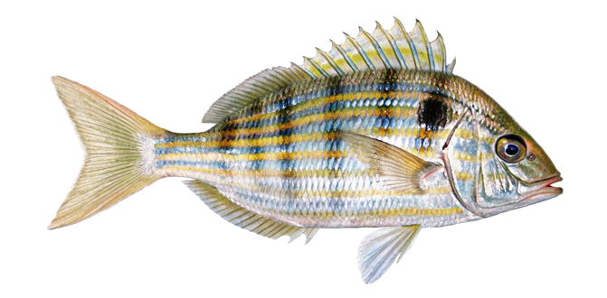 Pinfish