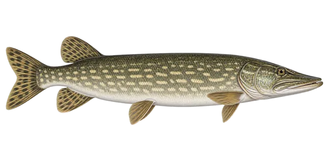 Amur pike