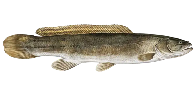 Bowfin