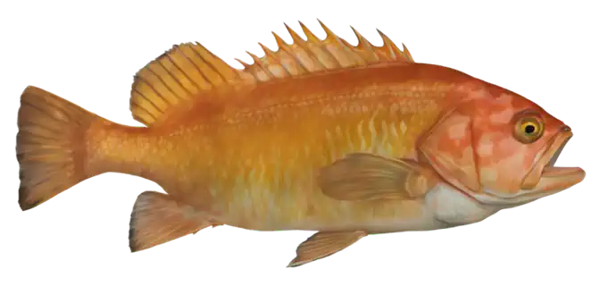 Yelloweye Rockfish