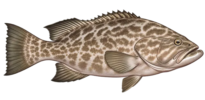 White grouper
