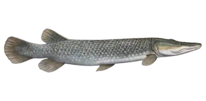 Alligator Gar