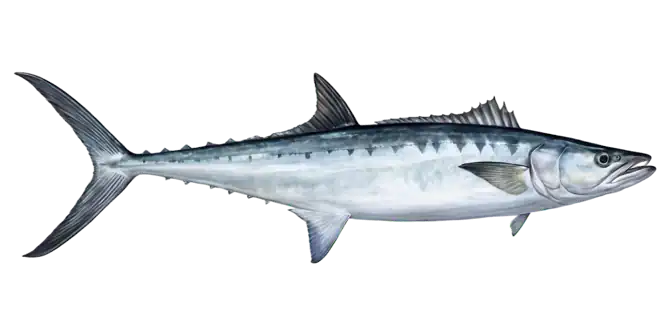 King Mackerel