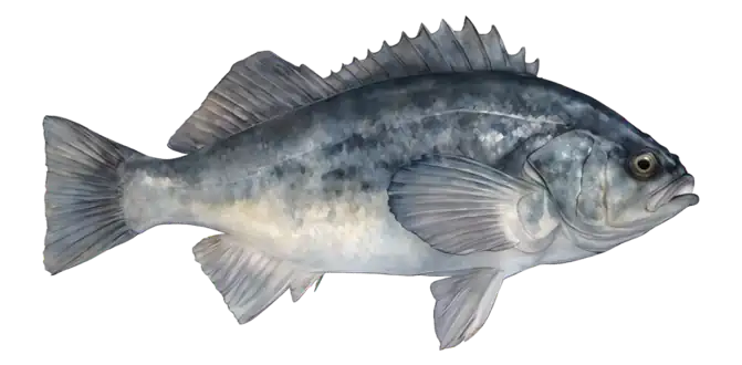 Blue Rockfish