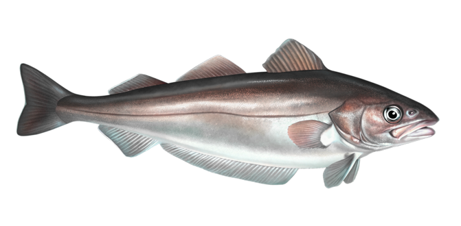 European whiting
