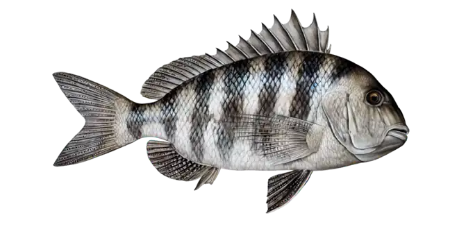 Sheepshead