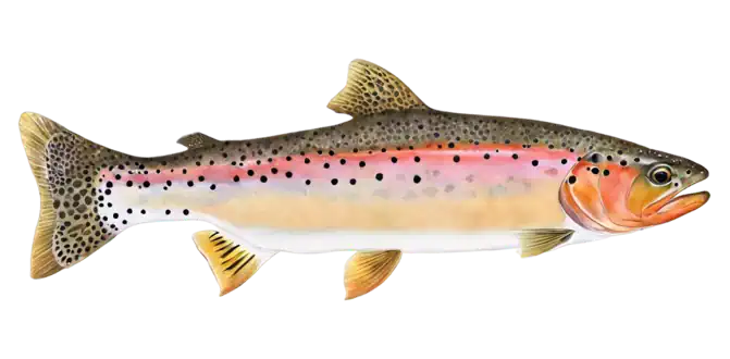 Cutthroat Trout