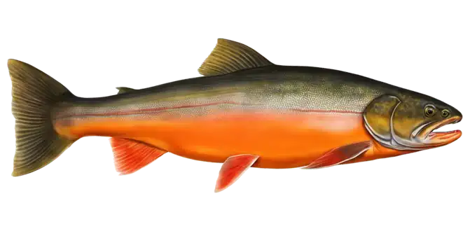 Arctic Char