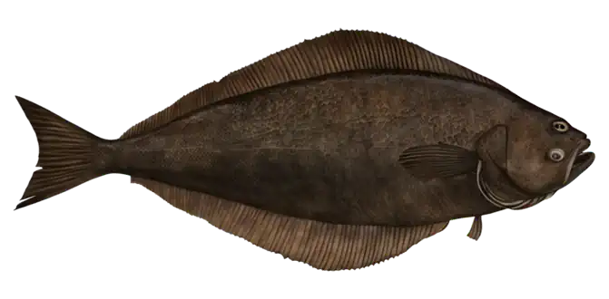 Atlantic Halibut