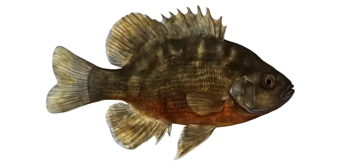 Redspotted Sunfish