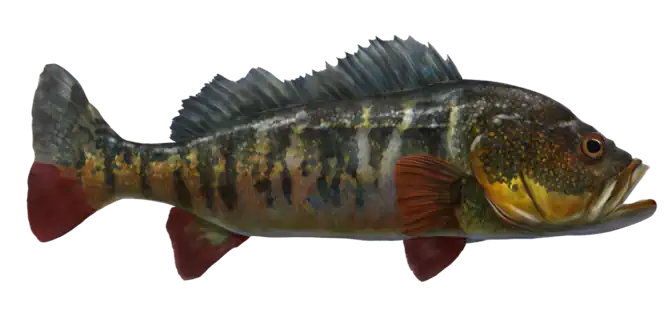 Speckled Peacock Bass