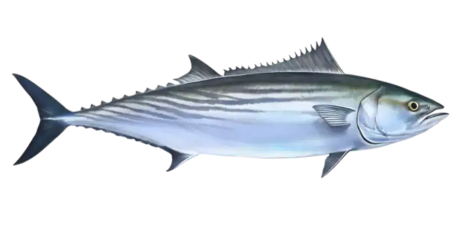 Pacific Bonito