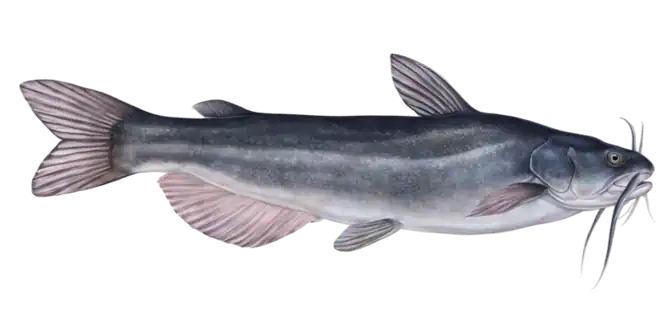 White Catfish