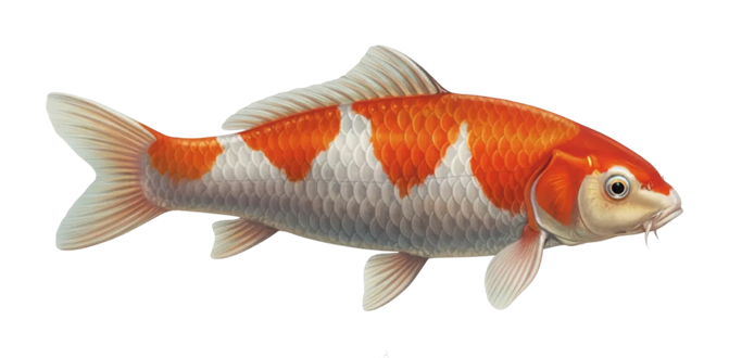 Koi carp