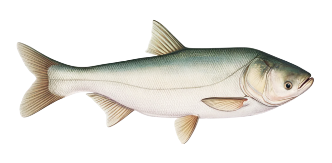 Silver carp