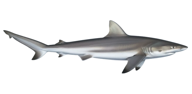 Atlantic sharpnose shark