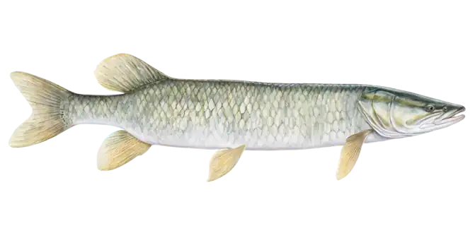 Muskellunge