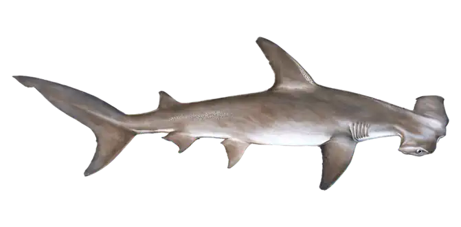 Hammerhead Shark