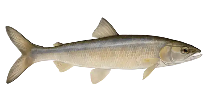 Mountain Whitefish