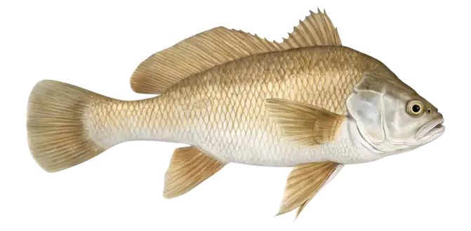 Freshwater Drum