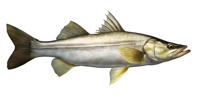 Snook