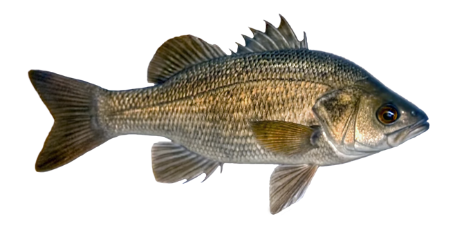 Australian bass