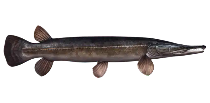 Florida Gar