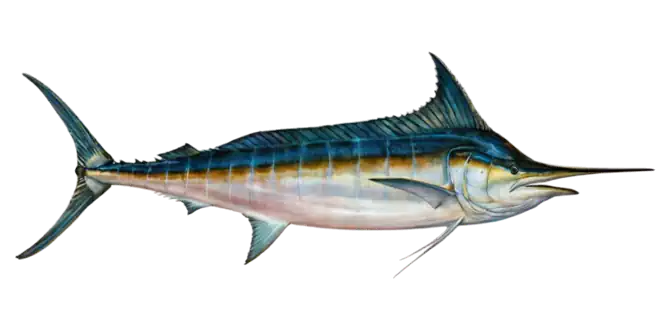 Blue Marlin