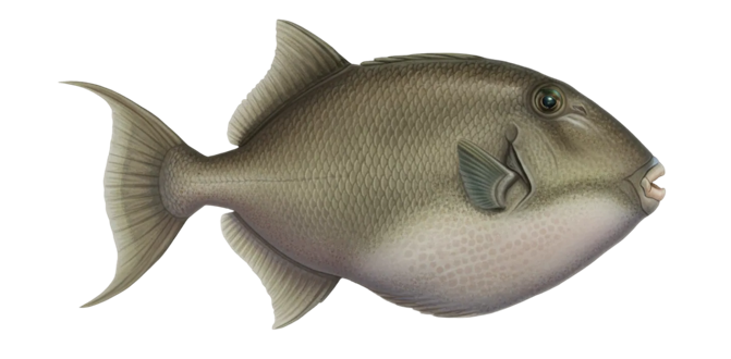 Gray triggerfish