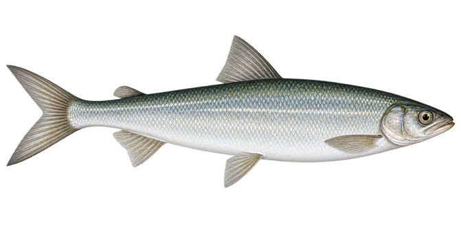 Vendace