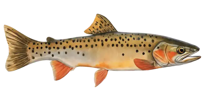 Colorado River Cutthroat