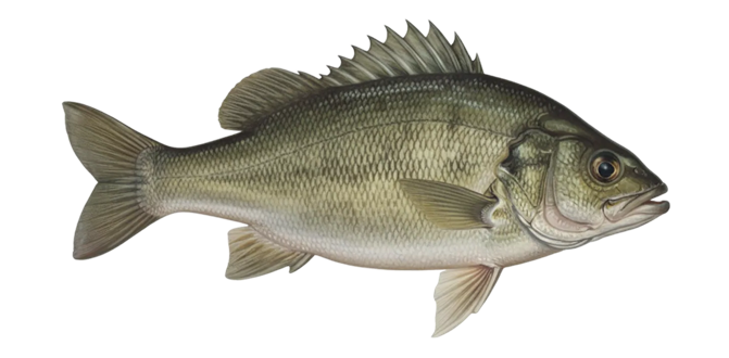 Estuary perch