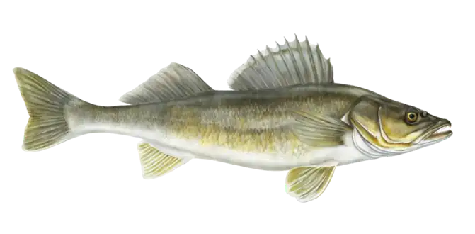 Walleye