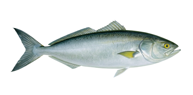 Australian salmon