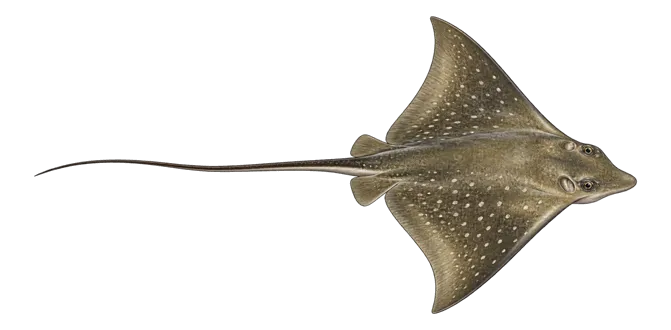 Common eagle ray