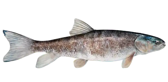 Catostomus