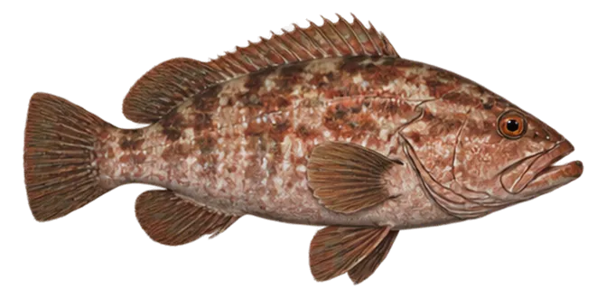 Mottled grouper