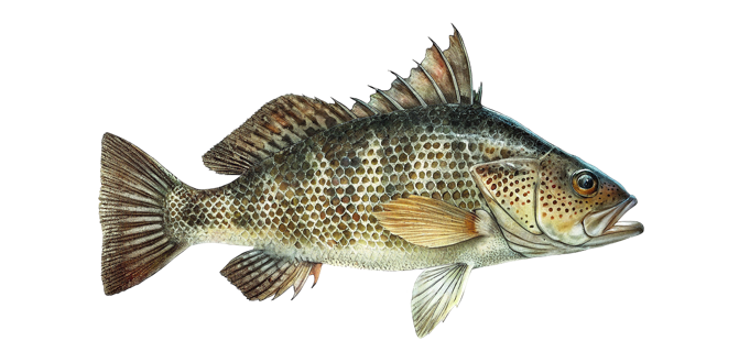 Spotted sand bass