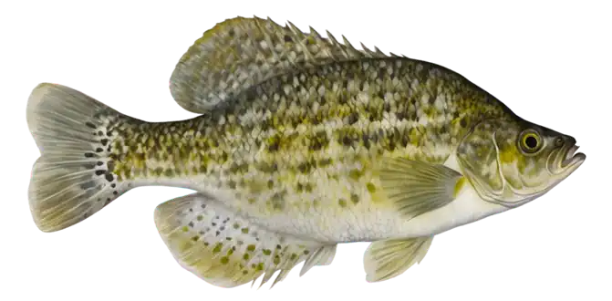 White Crappie