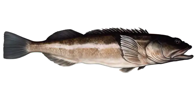 Lingcod