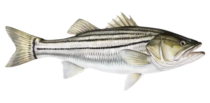 Striped Bass